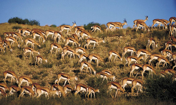 Springbok Herd