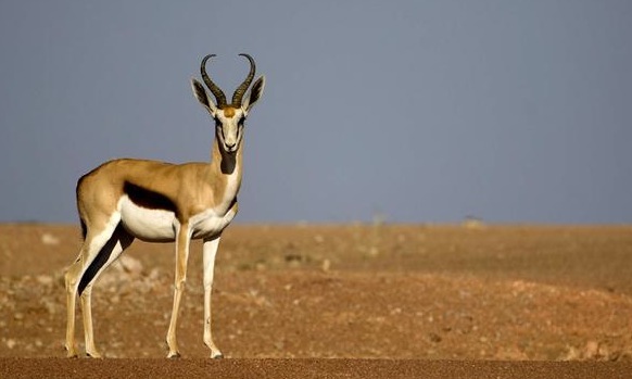 Springbok Single